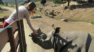 Find 73,668 tripadvisor traveller reviews of the best fish taco and search by price, location, and more. San Diego Zoo Safari Park I Love San Diego