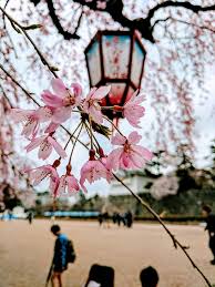 These look more like the plum blossoms which bloom slightly earlier than cherry blossoms (sakura and a lighter shade of pink). Japan Cherry Blossom Wallpaper Hd Paulbabbitt Com