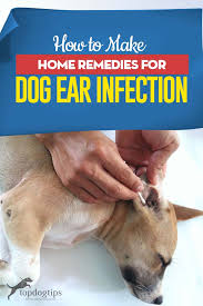 How To Make Home Remedies For Dog Ear Infection Dogs Ears Infection Dog Ear Infection Remedy Ear Infection Remedy