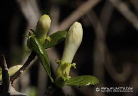 Image result for Catunaregam obovata