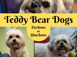 Small breeder of shichon, shihpoo. Breed Info Teddy Bear Dogs And Puppies Pethelpful