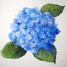 Step By Step Watercolor How To Paint A Blue Hydrangea Leslie Fehling Everyday Artist