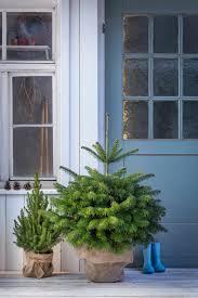 Weihnachtsbaume Im Topf Blaufichte Echte Weihnachtsbaume Garten