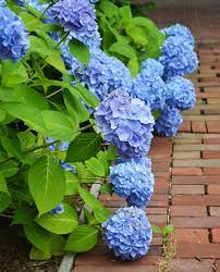 See full list on gardenguides.com Blue Flowers 5 Popular Varieties For The Garden New England Today