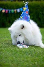 Samoyede A Bundle Of Fur In This Pic A Bundle Of Fur With A Hat And A Tongue Puppied Samoyed Dogs Samoyed Sporting Dogs