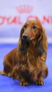 Black And Brown Long Haired Dachshund Puppy Brown Long Haired Dachshund Dachshund Dog Dachshund Breed Dachshund Puppies