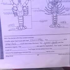 Learn vocabulary, terms, and more with flashcards, games, and other study tools. Please Help Fill In The Blank Crayfish Structure Due In 10 Minutes Brainly Com