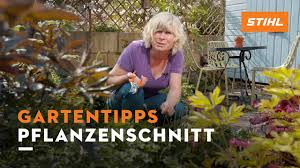 Последние твиты от gartentipps (@gartentipps). Stihl Gartentipps Fruhling Ruckschnitt Von Pflanzen Youtube