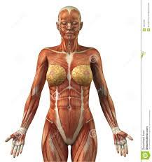 Vector illustration of anatomy of torso muscles. Female Torso Anatomy Google Search Female Anatomy Human Anatomy Female Female Anatomy Reference