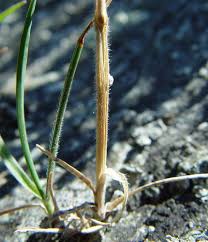 Image result for Trisetopsis milanjianum