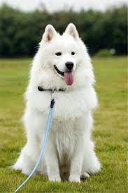 beautiful russian dogs samoyed dogs dog breeds dogs