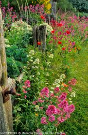 Pin By Lesley Allen On Garden Garden Arch Garden Plants