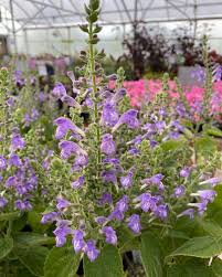 Image result for Holubia saccata