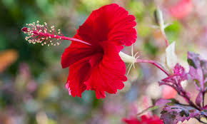 Bunga ini dapat ditemukan di malaysia, papua, indonesia, filipina hingga australia. 14 Jenis Bunga Sepatu Berdasarkan Golongan Dan Nama Spesiesnya