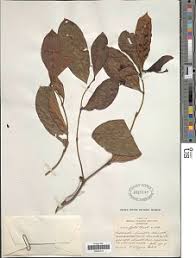 Image result for Morinda lucida
