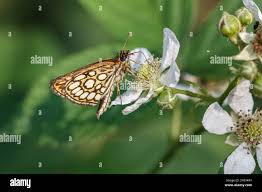 Image result for Heteropterus morpheus