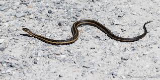 Large (up to 52 in. The Snakes Of Mayne Island Mayne Island Conservancy