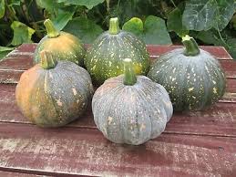 One of our most popular vegetables, you'll want to buy heirloom squash seeds to grow in your garden this year. 12 Pumpkin Seeds Kabocha Mini Jap Grow Your Own Fresh Is Best Free Postage Ebay