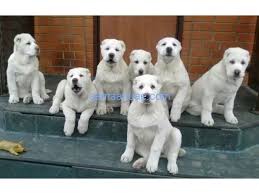 Alabai Central Asian Shepherd Puppies Alabai Dog German Shepherd Puppies Shepherd Puppies