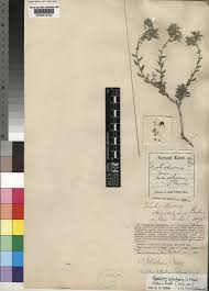 Image result for Cystostemon hispidissimus