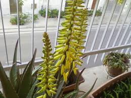 Just sharing my unknown aloe in bloom, beautiful tiny flowers!! Tricks For Getting Your Indoor Aloe Vera Plant To Bloom Dummer Garden Manage Gfinger Es La App De Jardineria Mas Profesional