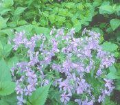 Image result for Bambekea racemosa