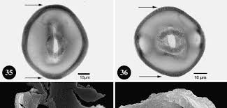 Image result for Keetia gueinzii