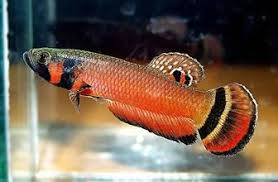 Betta Macrostoma A Mouthbrooder Not Easy To Breed And Rather Expensive But A Must For Some Betta Tropical Freshwater Fish Betta Fish Beautiful Tropical Fish