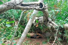 Misteri kehilangan pemandu grab sejak jumaat lalu akhirnya terbongkar setelah mayatnya ditemui di dalam semak oleh pihak polis. Update Belum Sah Mayat Pemandu Grab