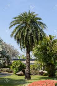 Trachycarpus fortunei auch hanfpalme genannt. Grosse Palme Im Garten Lizenzfreie Fotos Bilder Und Stock Fotografie Image 39759228