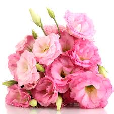 Check spelling or type a new query. Etiquette Of Giving Flowers To A Man