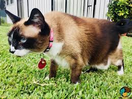 They usually have white paws and a colored tail. Snowshoe Cat Breed Ukpets