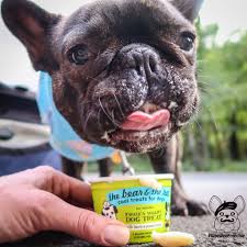 Learn more with healthy paws. Can Everyday Be My 1st Birthday Omg This Frozen Yogurt Is My Favorite Peanut Butter And Bacon Nom French Bulldog Puppies French Bulldog Dogs