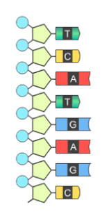 Explore learning dna gizmo answer key building dna explore learning gizmo answer key september is a great time to work on basic lab skills, but this can be hard to do during remote instruction. Calculating Possible Combinations Of Bases In A Dna Strand Of A Given Length Biology Stack Exchange