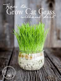 Keep the soil moist and in ten days or so offer it to your cat. How To Grow Cat Grass Without Dirt Health Starts In The Kitchen