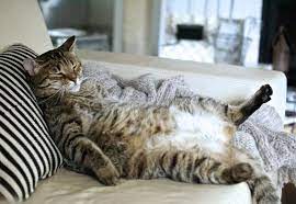 For other ways to keep your cat healthy and happy, check out our article on how to tell if a. Why Is My Cat S Belly Swollen And Hard Main Causes