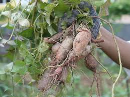 Proses membuat kerisik kerisik kelapa. Tanamsendiri Com Grow Your Own Tuaian Hari Ini Ubi Keledek Sweet Potato Ipomoea Batatas