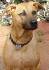 Komba Dog Breed Information and Pictures