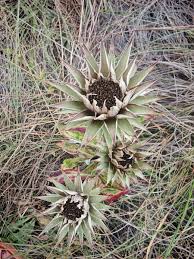Image result for Macledium zeyheri