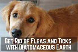 My cat that stays inside managed to pick up a few fleas and this is a great natural solution to use in my carpet.… Diatomaceous Earth For Fleas Get Rid Of Them Now Therapy Pet