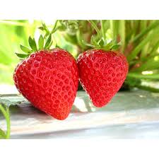 万田酵素から生まれた肥料 万田アミノアルファ500ｍｌ 通販 ディノス