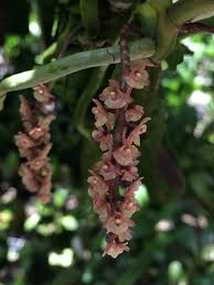 Image result for Diaphananthe