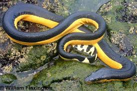 Yellow Bellied Sea Snake Extremely Venomous And Well Equipped For Living In The Ocean Sea Snake Snake Reptiles And Amphibians