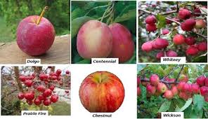 Check spelling or type a new query. 12 Edible Crab Apple Varieties Luv2garden Com