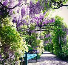 Weinheim Homesweethome Glyzinie Blumen Natur Wisteria Nature Bergstrasse Flowers Lila Soschon Hermannshof Fruhling Spring Wisteria Instagram Nature