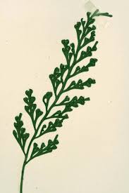 Image result for Asplenium theciferum