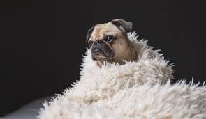 Perhaps your new dog is very girly and deserves a name fit for a princess or perhaps she needs one that is a little less feminine. 85 Classic Dog Names From Literature Dogvills