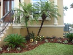 Palm Garden Depot The Smaller Palm Is A Sago Palm And The Other Is A Phoenix Robellini D Tropical Landscape Design Palm Trees Landscaping Tropical Landscaping