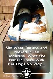 She Went Outside And Peeked In The Doghouse What She Finds In There With Her Dog No Way Beagles Dogs Dogvideos Dog Houses She Dog Bull Mastiff Puppies
