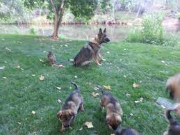 Maybe you would like to learn more about one of these? Our German Shepherd Puppies